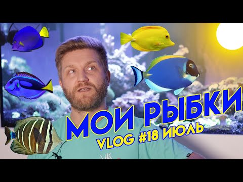 Видео: рыбки в морском аквариуме | перегрев морского аквариума | температура в аквариуме |рифовый аквариум