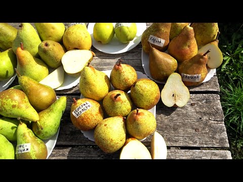 Видео: Обзор плодов груш некоторых осенних сортов на 3 октября