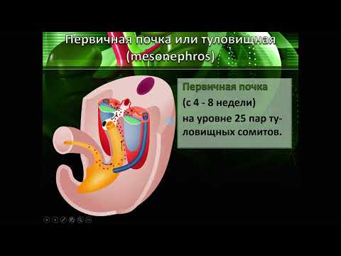 Видео: Эмбриогенез мочевыделительной системы