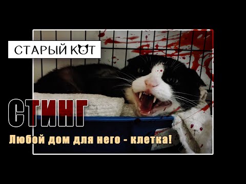 Видео: Вылечить дикого кота!