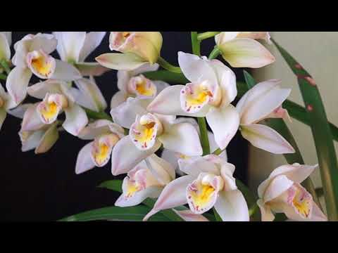 Видео: Цимбидиум White Earlysue PADDY и другие королевские особы.