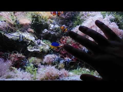 Видео: Размножение апогонов(pterapogon kauderni). Продолжение.