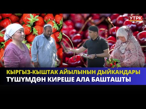 Видео: Кыргыз-Кыштак айылынын дыйкандары түшүмдөн киреше ала башташты  | ӨНҮГҮҮГӨ КАРАЙ