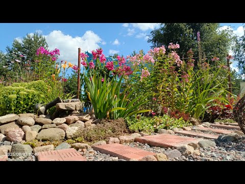Видео: 2 августа в саду