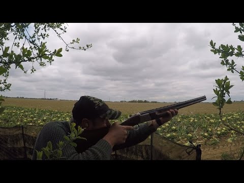 Видео: Стрельба по голубям — 187 птиц в день и впечатляющее приманивание