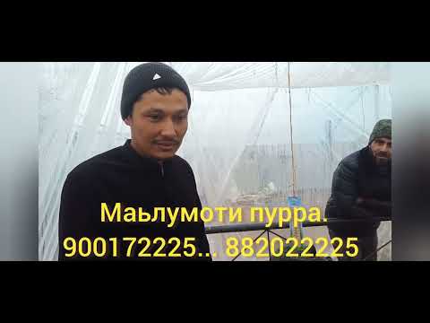 Видео: Боз як дехконро тамошо кунед... Халоват баред....