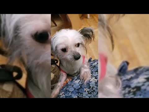 Видео: Пошив одежды для собак. Раскрой кофты для собаки.