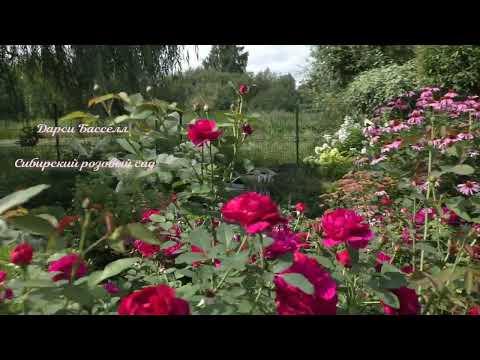 Видео: #любимыйсадвсибири