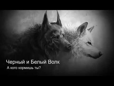 Видео: ПРИТЧА, Чёрный и Белый Волк .  Песня со смыслом.