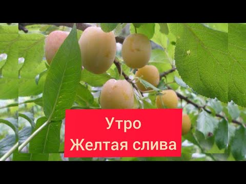 Видео: Слива жёлтая сорт Утро.