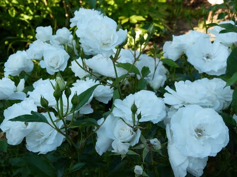 Видео: Пересадка розы,практический метод №2.