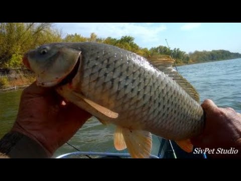 Видео: Хорошая рыбалка - но не для всех .Река Дон . 26 сентября  2020 .