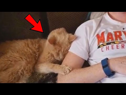 Видео: Кота отдали в 21 год на эвтаназию, потому что хозяевам не нужен старый кот!