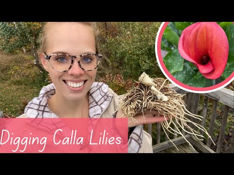 Видео: Как выкапывать и хранить луковицы калл! | Simply Bloom