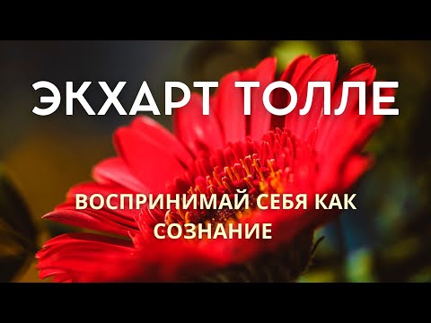 Видео: Воспринимай себя как сознание - ЭКХАРТ ТОЛЛЕ [Nikosho]