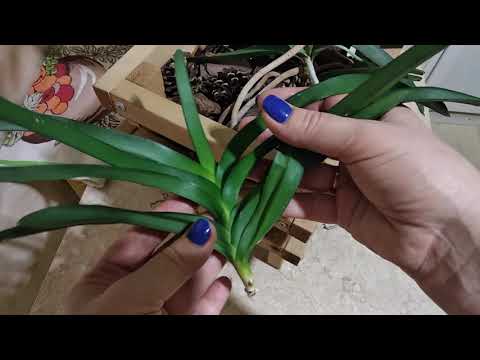 Видео: Детка орхидеи Ванды без корней