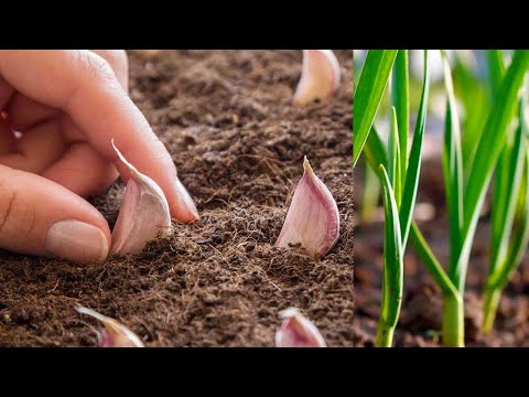 Видео: Просто посадите это растение рядом с ЧЕСНОКОМ! Большие головки без болезней и вредителей