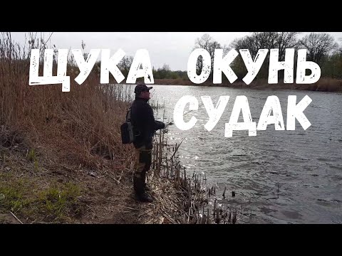 Видео: Джиг На Реке Воронеж | Ловля щуки, судака и окуня