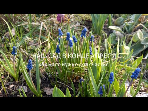 Видео: Мои розы после зимы. О том, как же мало садоводу нужно для счастья.