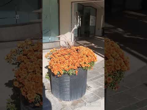 Видео: Середина золотой осени 2025