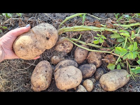 Видео: Дача. ЯКІ СОРТИ НАЙКРАЩЕ РОДЯТЬ НА ПІСКУ