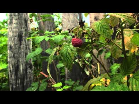 Видео: Байково (лето)