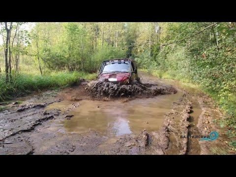 Видео: Вепсский лес 2024