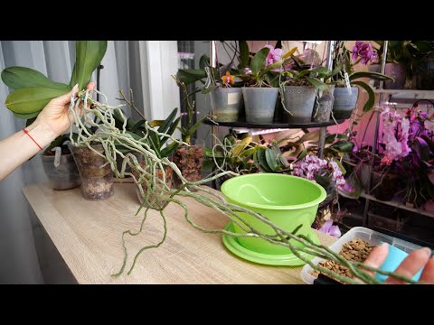 Видео: Корни больше метра | Боитесь воздушных корней? Ерунда с подготовкой | Много лет так сажаю ВСЁ ЖИВЁТ