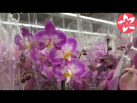 Видео: Обзор орхидей в магазине Оби город Москва
