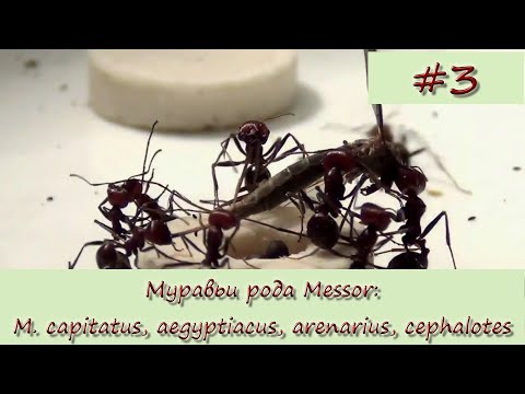 Видео: Муравьи рода Messor #3