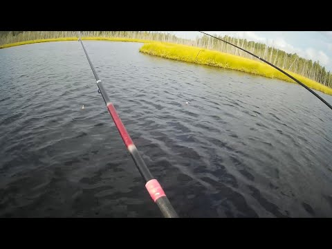 Видео: Август. Карелия. Секретная ламбушка. Рыбалка на удочку.