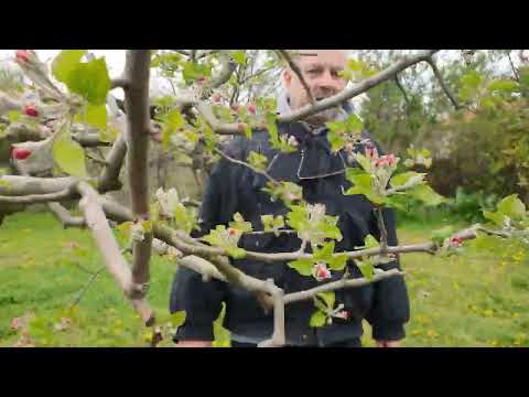 Видео: Финална резитба за оптимизиране броя на плодовете.