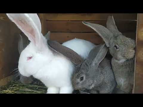 Видео: Кролики Фландр | Купил крола на племя | Продаю 3-х месячных кроликов| Обзор на всех кроликов
