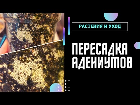 Видео: Пересадка адениумов НЕ без "сюрпризов" #адениум #adenium