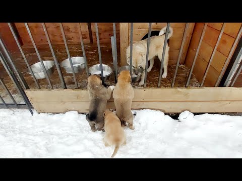 Видео: Голодные создания