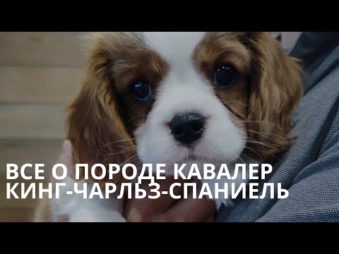 Видео: Собака-компаньон: все о породе кавалер кинг-чарльз-спаниель