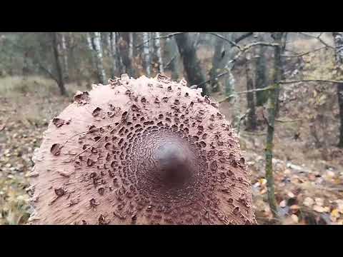 Видео: Гуляем с Лари...снова за грибами,появились подберёзовики и зонтики,собрали ещё говорушку на засолку