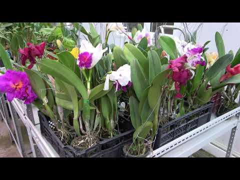 Видео: Каттлеи из Тайланда. Как посадить каттлею.