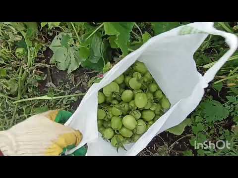 Видео: Уборка кустов , после сбора урожая помидор.🍅🍅🍅 #урожай #помидор