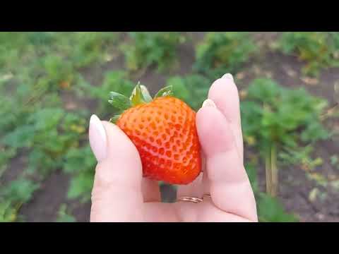 Видео: Хозяйские Будни...Клубники просто супер