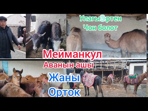 Видео: Жаны ОРТОК