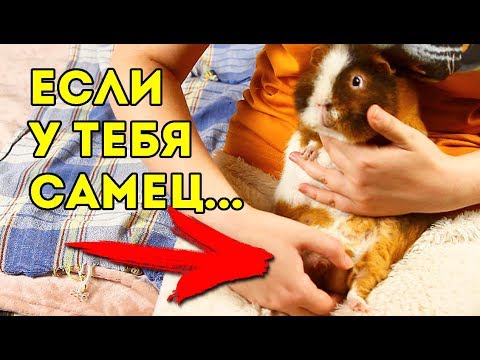 Видео: ГРЯЗНЫЕ ПОДРОБНОСТИ! Каловый Карман У Морских Свинок ФУУУУУ