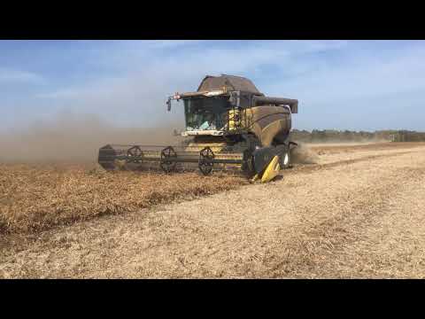 Видео: Комбайны New Holland CX840. Уборка урожая 2020.