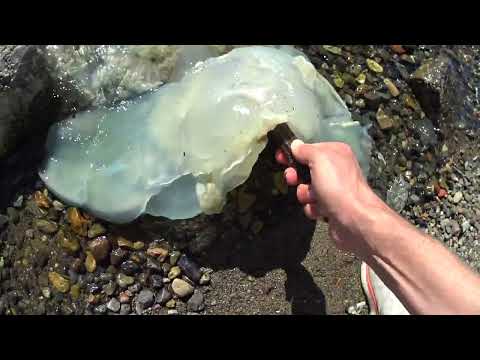 Видео: ПЛЯЖ В ЦЕНТРЕ ГОРОДА. ЖИВАЯ МУЗЫКА, КАТАМАРАНЫ И ЛАСКОВОЕ СОЛНЦЕ СЕНТЯБРЯ. НАБЕРЕЖНАЯ ВЛАДИВОСТОКА.