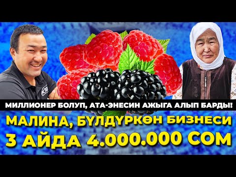 Видео: Малина бизнесин кантип баштоо керек? Видеону бөлүшүп койгула!