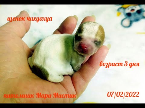 Видео: Уход за новорожденными щенками ЧИХУАХУА и их МАМОЙ / Проблемы после КЕСАРЕВА / Щенкам 3 дня  ПРИКОРМ