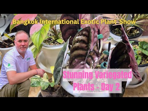 Видео: Выставка экзотических растений в Бангкоке, день 2, весна 2025