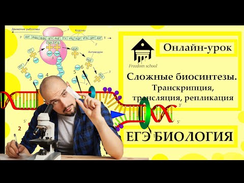 Видео: СЛОЖНЫЕ БИОСИНТЕЗЫ - Репликация, Транскрипция, Трансляция для ЕГЭ 2023|ЕГЭ БИОЛОГИЯ|Freedom|