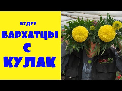 Видео: Бархатцы Антигуа. 2 месяца после всходов.