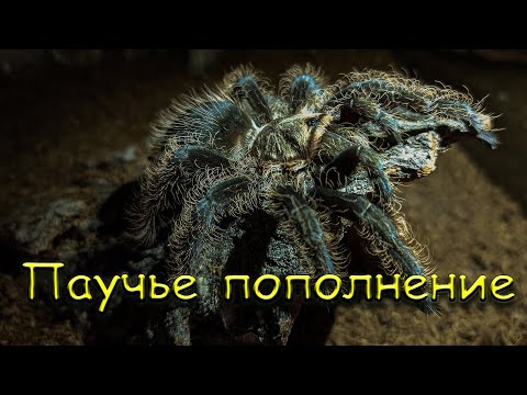 Видео: Кормление маленьких пауков, немного об условиях содержания